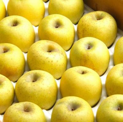 사과 경북 안동 청송사과 시나노골드 노란 황금사과 꿀사과 쥬스용 10KG, 10kg, 1개